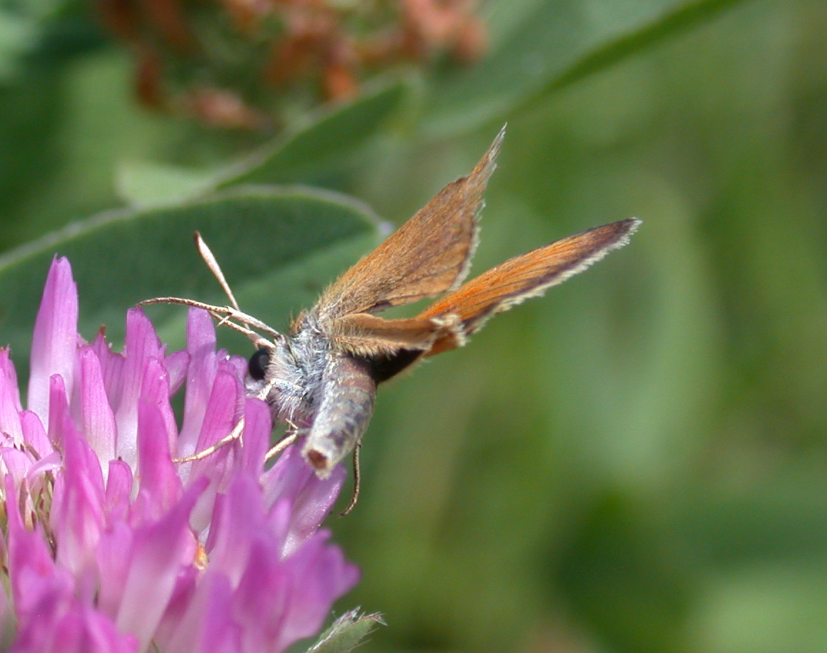 Thymelicus lineola